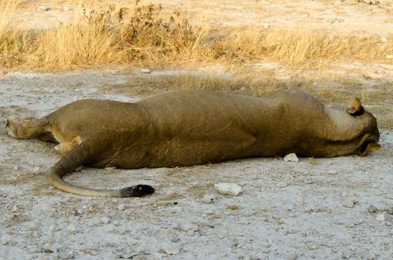 83 - Namibia - leones comiendo - parque nacional de Etosha
